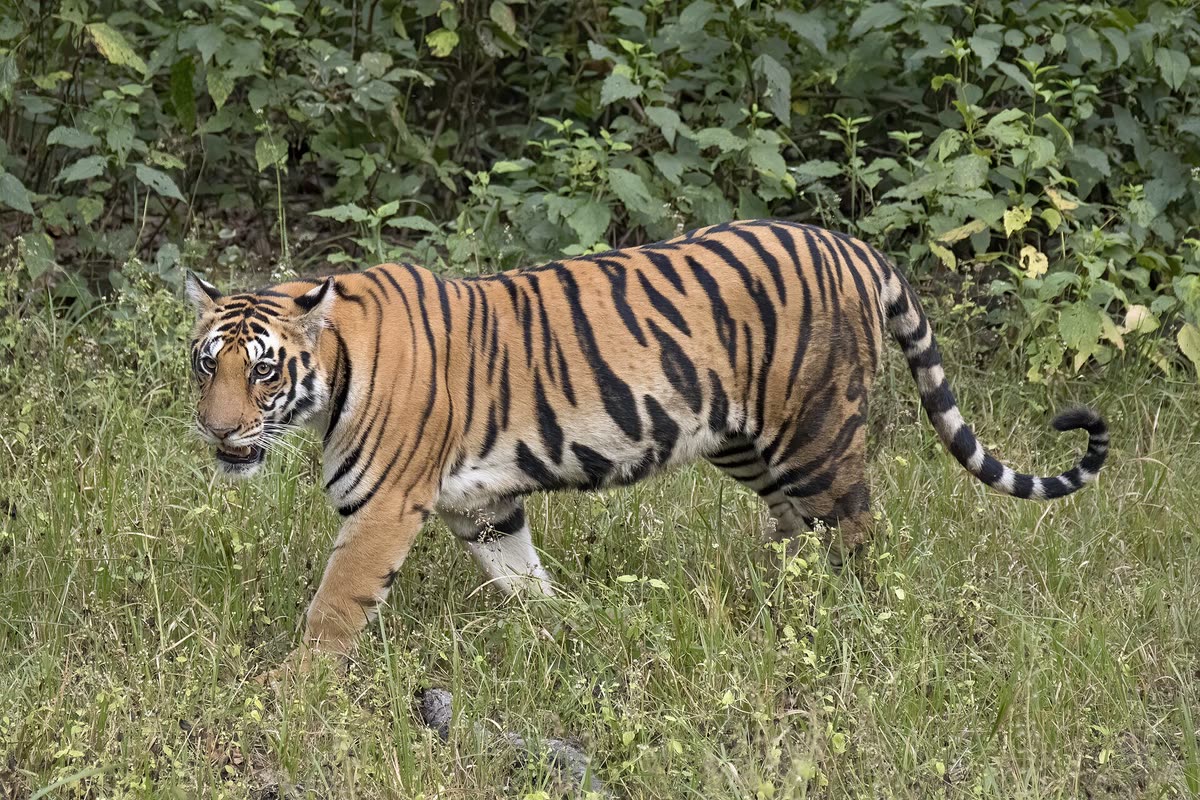 Una vera tigre del Bengala nel suo ambiente naturale